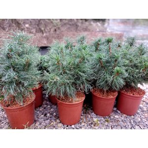 Borovica hladká (Pinus strobus) ´GREEN TWIST´ – výška 30-40 cm, ⌀20 cm, kont. C4.5L 